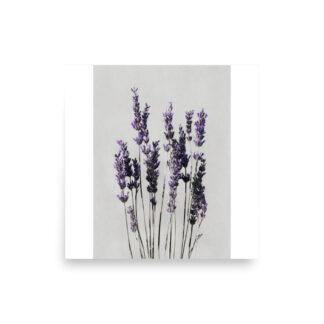 Lavender Wall Art Print, Purple Floral Botanical Illustration, Minimalist Bedroom Decor
